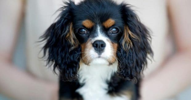 Чем заменить корм для собак Farmina Vet Life?