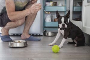 Купить корм для собак Just Dog в Казани