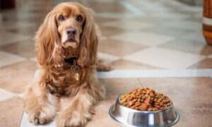 Аналог корма для собак Purina Pro Plan. Обзор