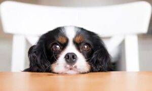 Купить корм для собак Just Dog в Казани